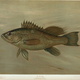 Illustration for article titled Fishes of North America That are Captured on Hook and Line